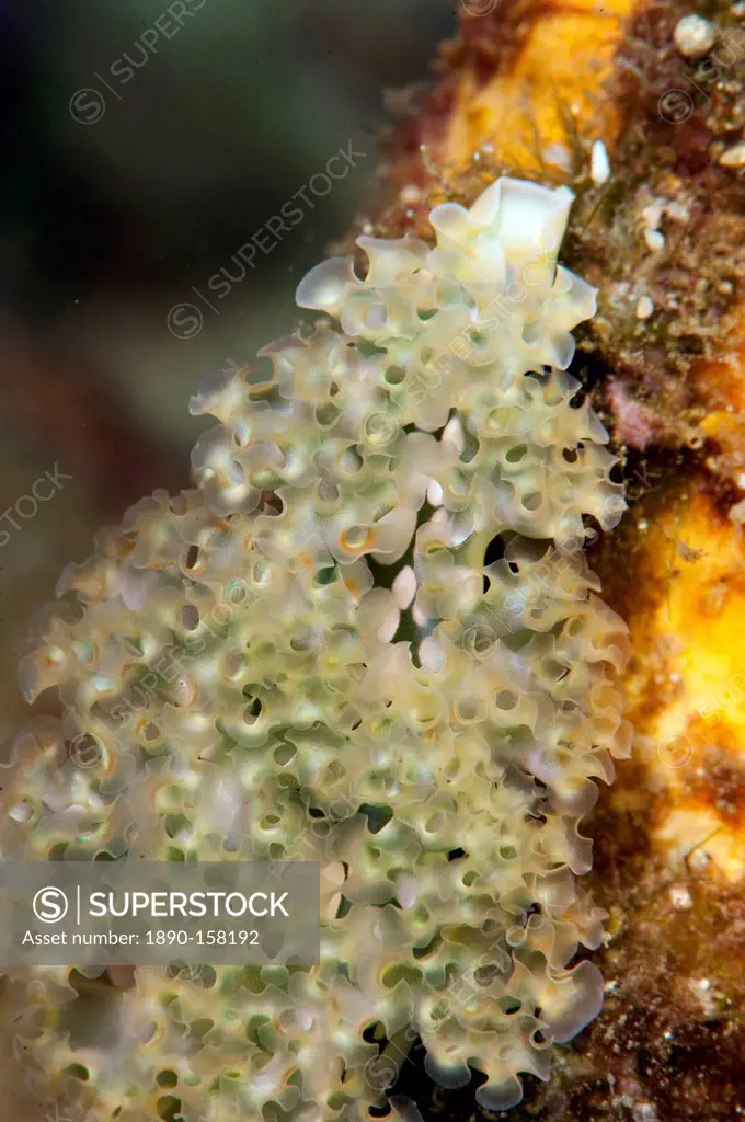 Lettuce sea slug (Elysia crispata), Dominica, West Indies, Caribbean, Central America