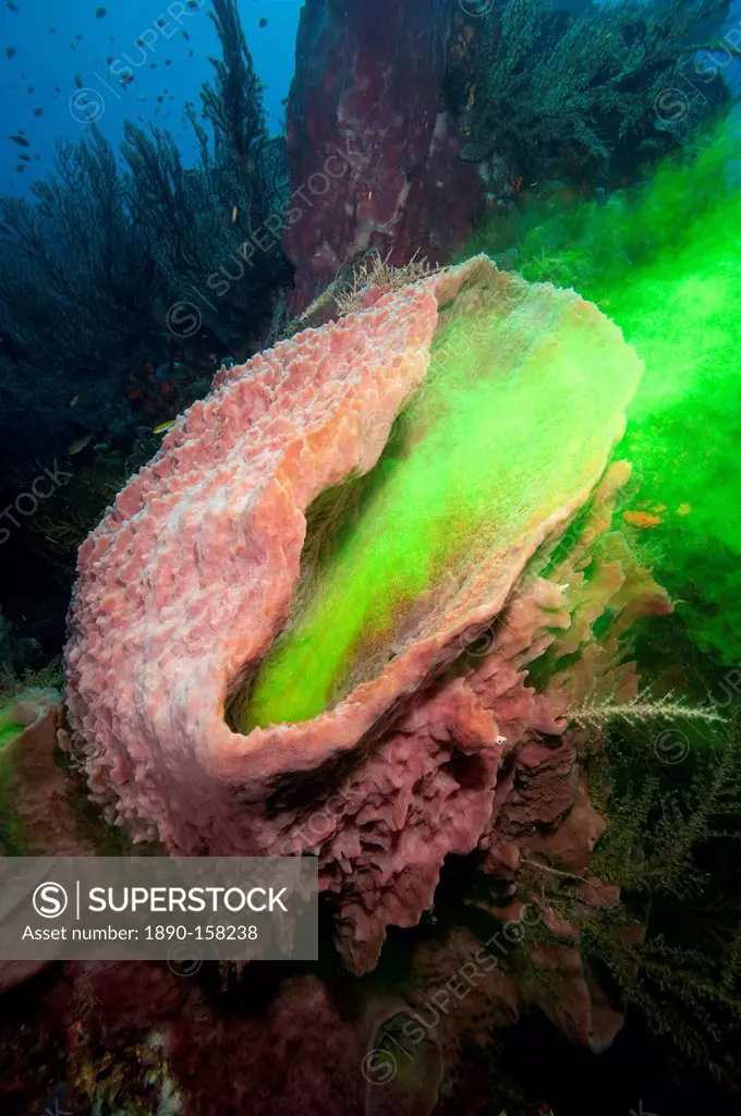 Giant sponge showing how it filters water with the use of dye, Dominica, West Indies, Caribbean, Central America