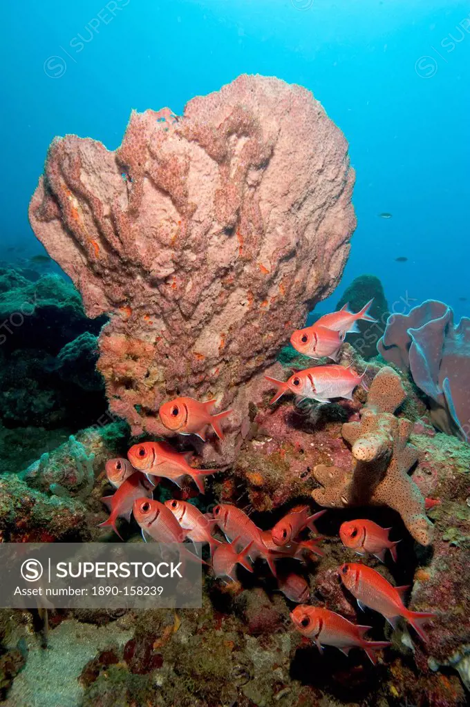 School of blackbar soldierfish (Myripristis jacobus), Dominica, West Indies, Caribbean, Central America