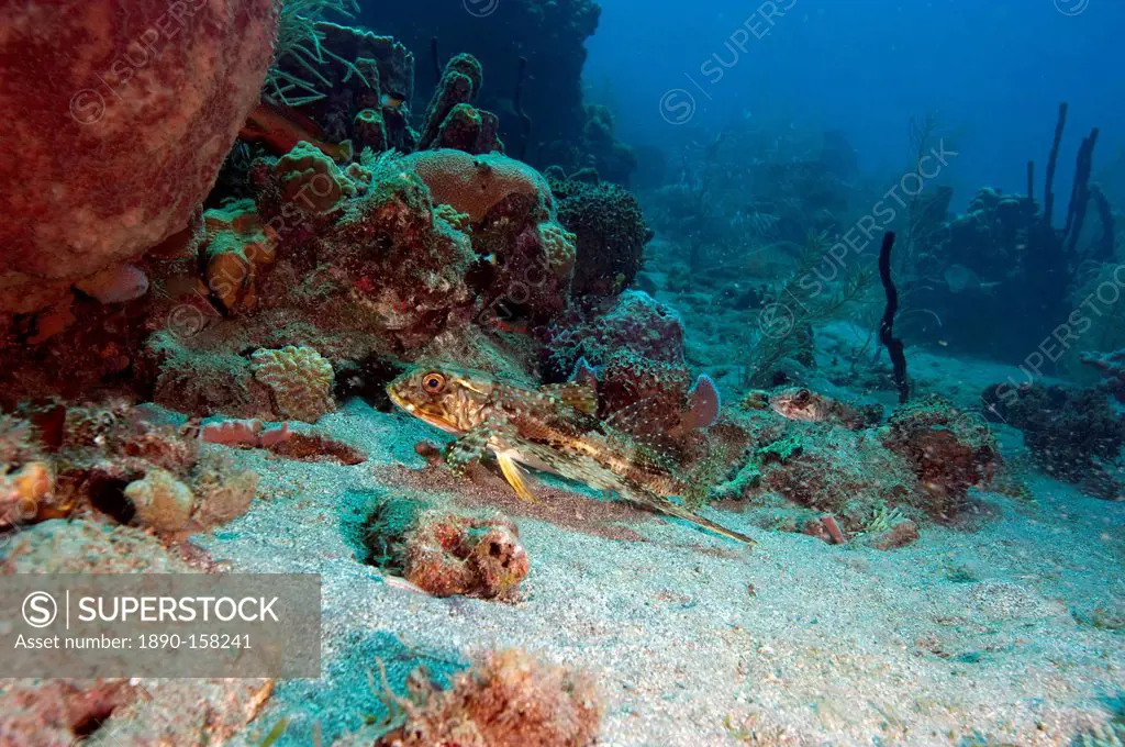 Flying gurnard (Dactylopterus volitans), Dominica, West Indies, Caribbean, Central America