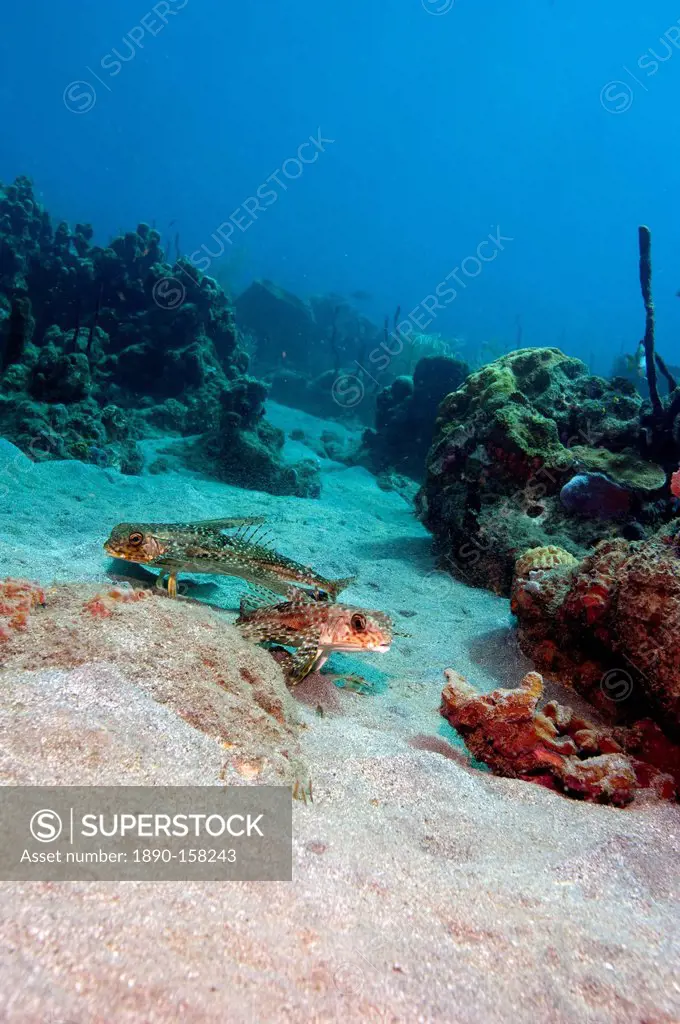 Flying gurnard (Dactylopterus volitans), one male and one female, Dominica, West Indies, Caribbean, Central America