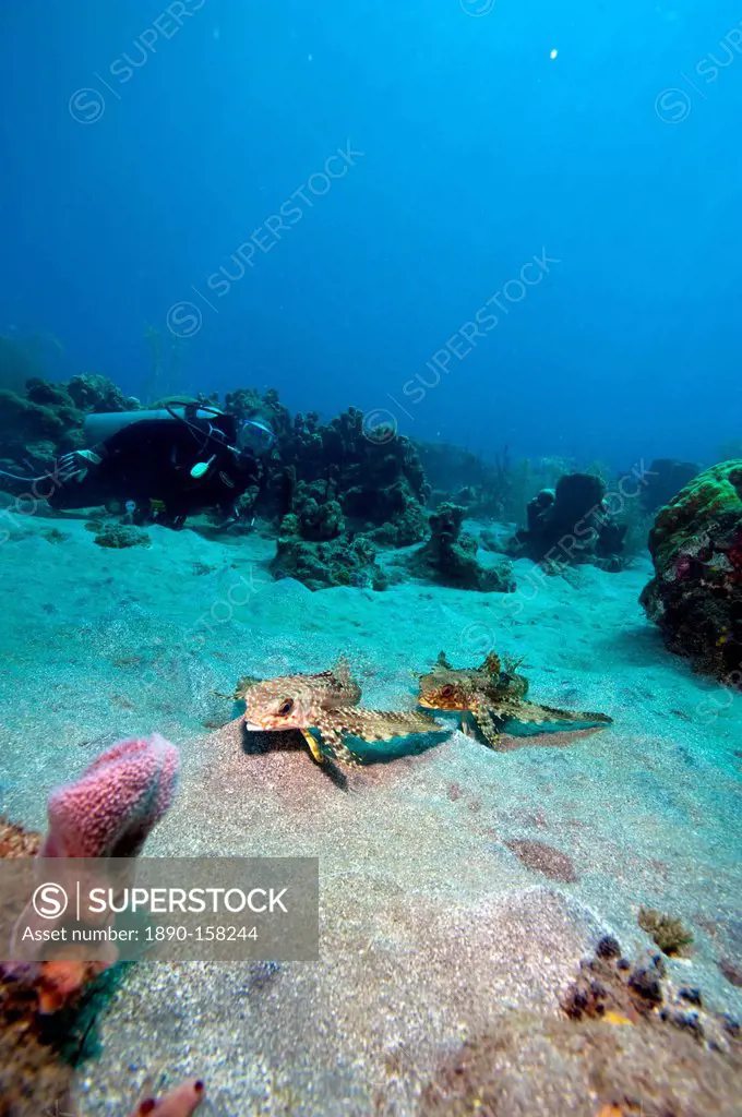 Flying gurnard (Dactylopterus volitans), one male and one female, Dominica, West Indies, Caribbean, Central America