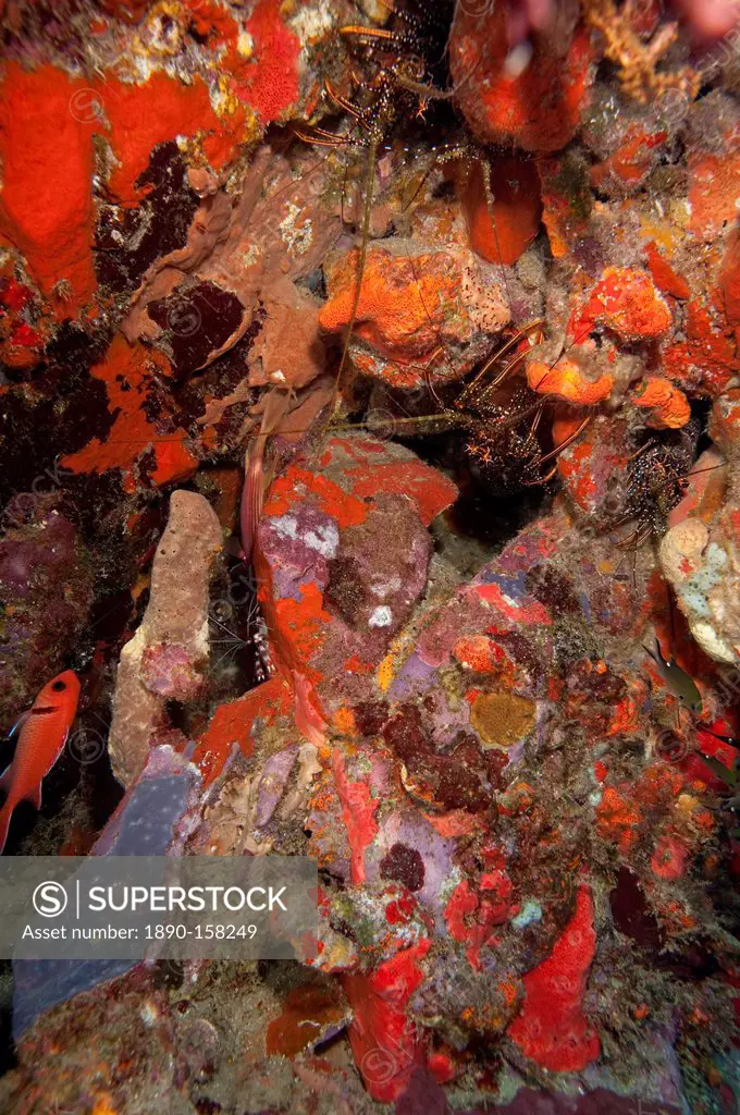 Caribbean lobster in coral wall, Dominica, West Indies, Caribbean, Central America