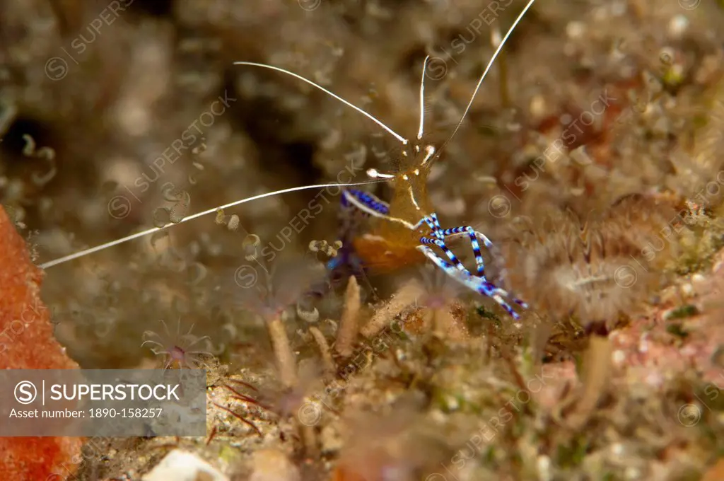 Pederson shrimp (Periclimenes pedersoni), Dominica, West Indies, Caribbean, Central America