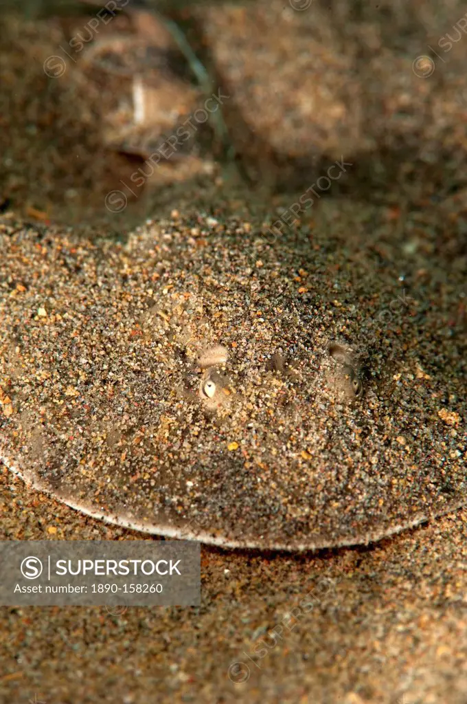 Lesser electric ray (Narcine brasiliensis), Dominica, West Indies, Caribbean, Central America