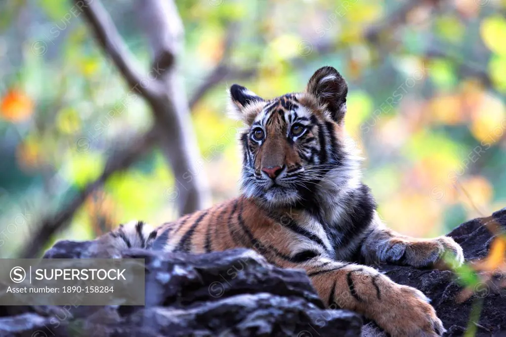 Bengal tiger, Panthera tigris tigris, Bandhavgarh National Park, Madhya Pradesh, India