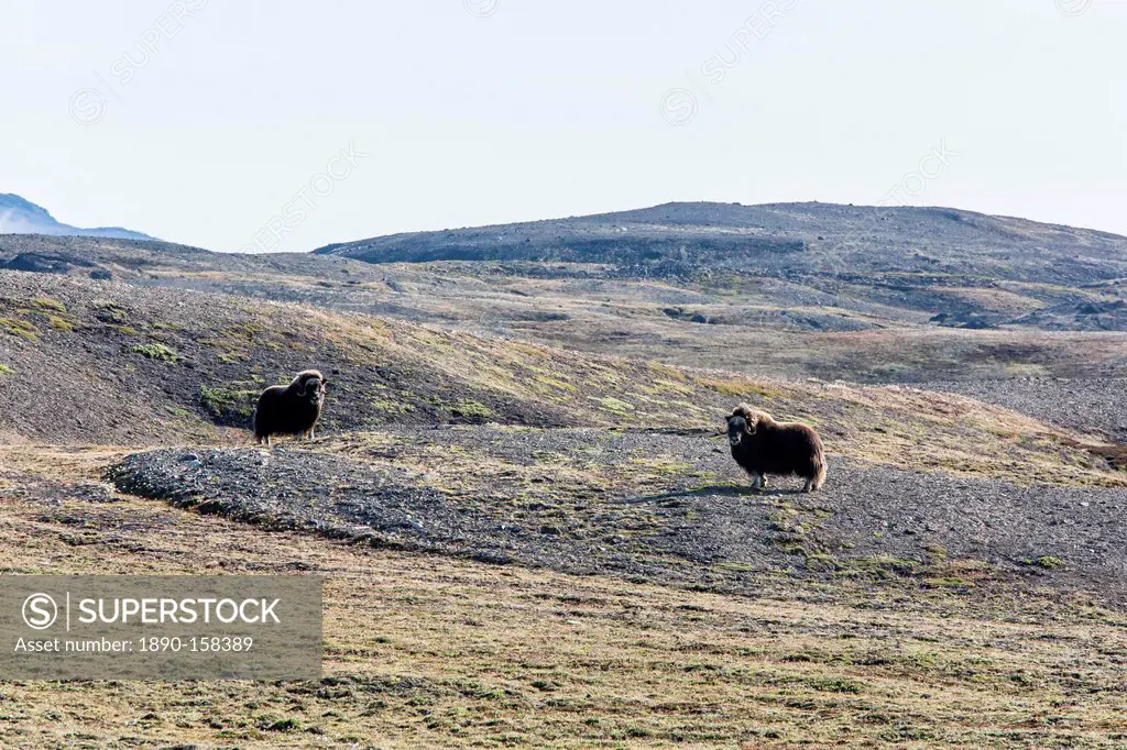 Muskox bull (Ovibos moschatus), Myggebukta (Mosquito Bay), Christian X's Land, Northeast Greenland, Polar Regions