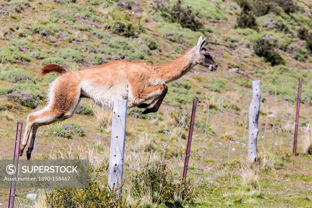 Adult guanacos (Lama guanicoe), Torres del Paine National Park, Patagonia, Chile, South America
