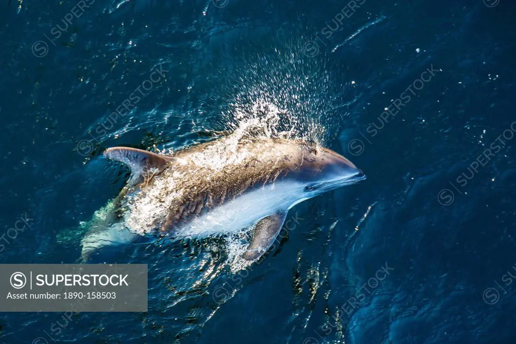 Adult Peale's dolphin (Lagenorhynchus australis) bow-riding, New Island, Falkland Islands, South Atlantic Ocean, South America