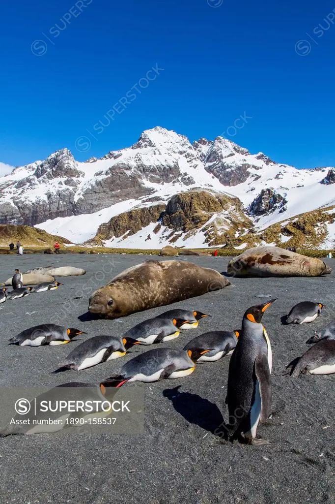 King penguins (Aptenodytes patagonicus), Gold Harbour, South Georgia Island, South Atlantic Ocean, Polar Regions