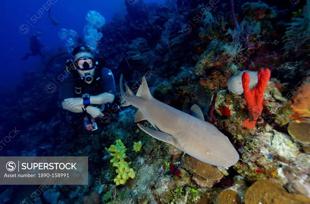 Close encounters with Nurse shark on G Spot Reef, Turks and Caicos, West Indies, Caribbean, Central America