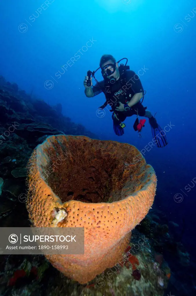 Giant barrel sponges on the spectacular walls off the reefs of Turks and Caicos, West Indies, Caribbean, Central America