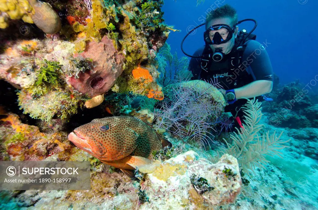 Diver enjoys watching a grouper hiding in the coral heads in Turks and Caicos, West Indies, Caribbean, Central America