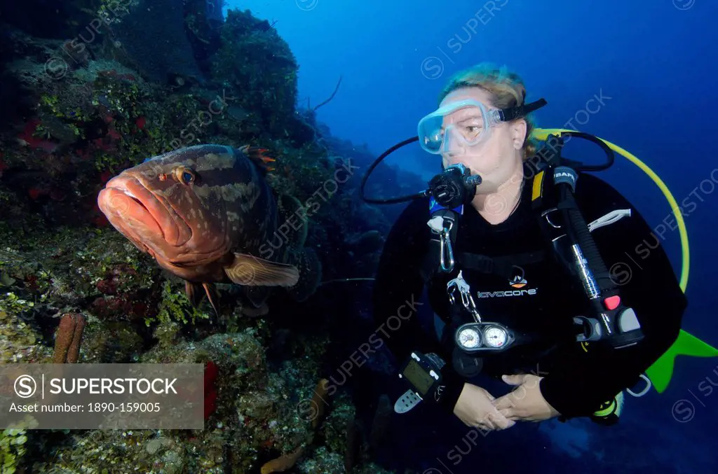 Diver meeting local grouper in the Turks and Caicos, West Indies, Caribbean, Central America