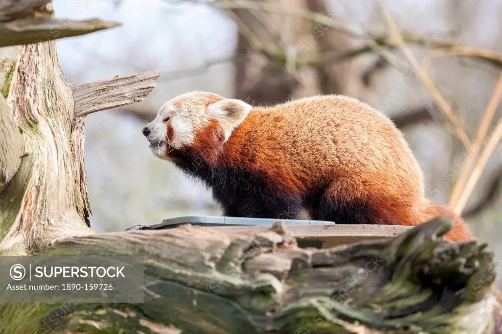 Red panda, Cotswold Wildlife Park, Costswolds, Gloucestershire, England, United Kingdom, Europe