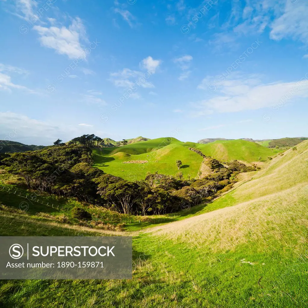 Countryside on the walk to Wharariki Beach, Wharariki, Golden Bay, Tasman Region, South Island, New Zealand, Pacific