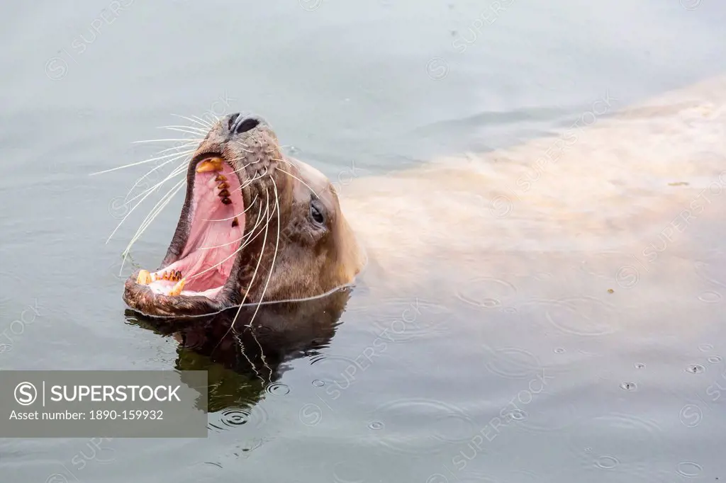 Adult Northern (Steller) sea lion (Eumetopias jubatus) bull looking for fish scraps from fishermen in Petersburg, Southeastern Alaska, United States o...