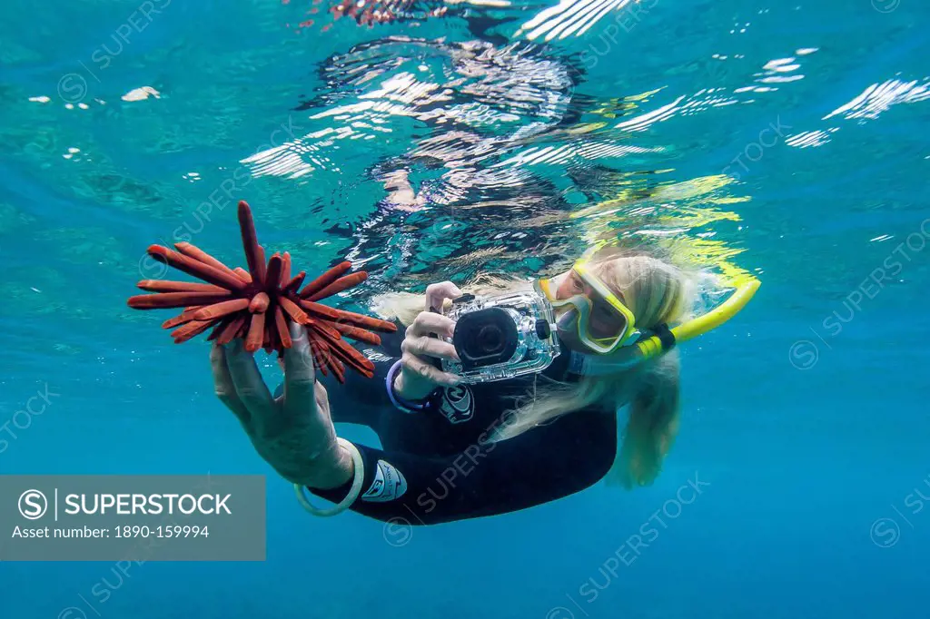 Snorkeler taking photo of urchin underwater off Maui, Hawaii, United States of America, Pacific