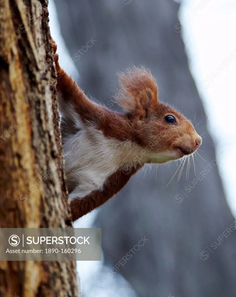 Red squirrel in Parque del Retiro, Madrid, Spain, Europe