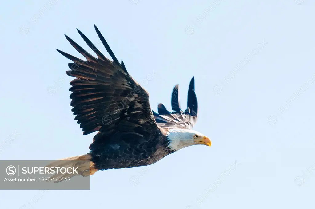 Bald eagle (Haliaeetus leucocephalus) near Prince Rupert, British Columbia, Canada, North America