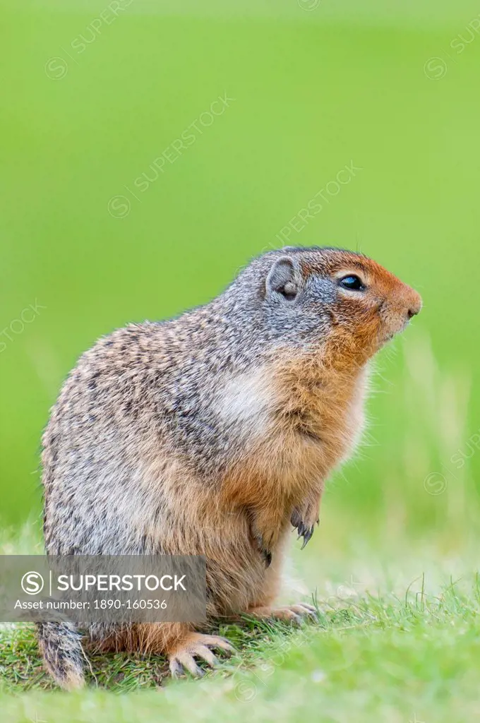 Columbian ground squirrel (Spermophilus columbianus), Barkersville, British Columbia, Canada, North America