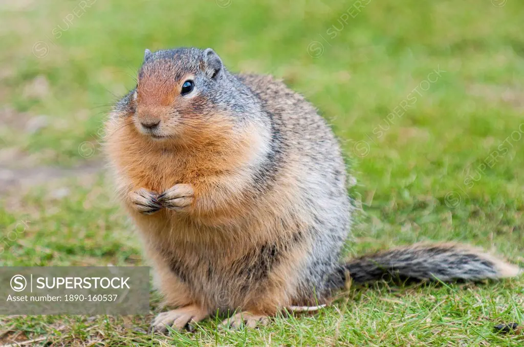 Columbian ground squirrel (Spermophilus columbianus), Barkersville, British Columbia, Canada, North America