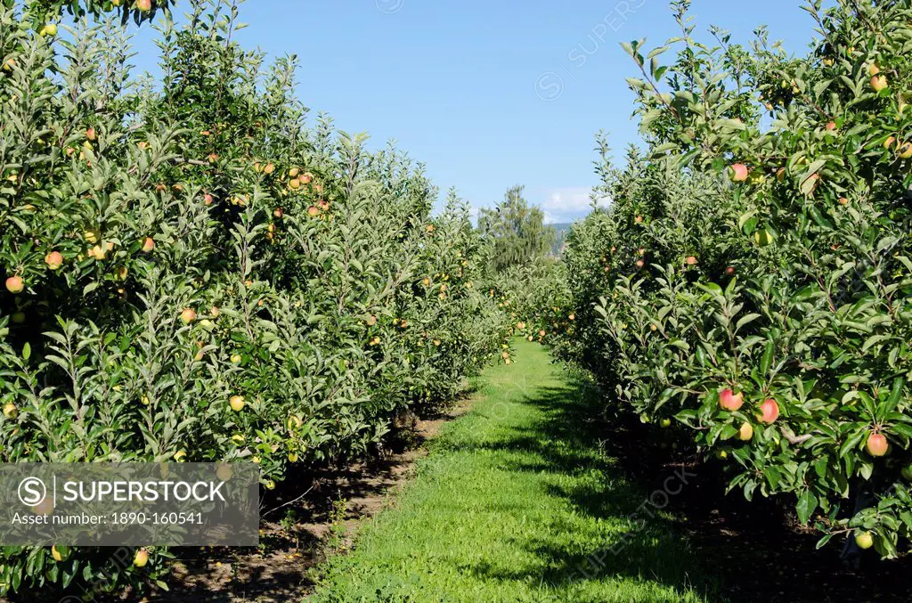 Apple orchard, Kelowna, British Columbia, Canada, North America