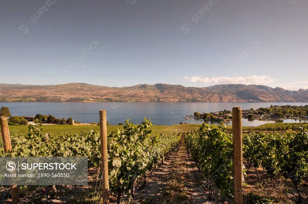 Grape vines and Okanagan Lake at Quails Gate Winery, Kelowna, British Columbia, Canada, North America