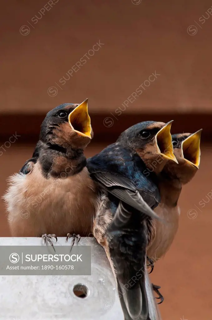 Immature barn swallow (Hirundo rustica), Great Bear Rainforest, British Columbia Canada, North America