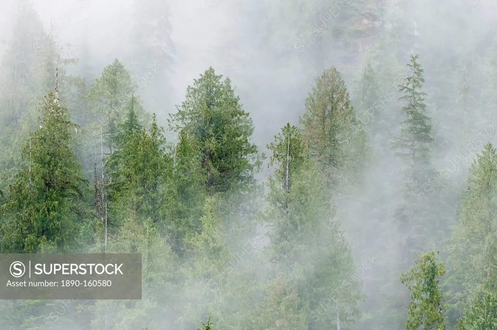 Mist covered pine trees in Great Bear Rainforest, British Columbia, Canada, North America