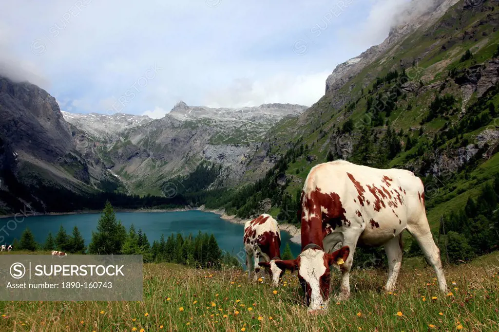 Cows grazing in the meadow above Rawyl reservoir, Valais region, Swiss Alps, western Switzerland, Europe