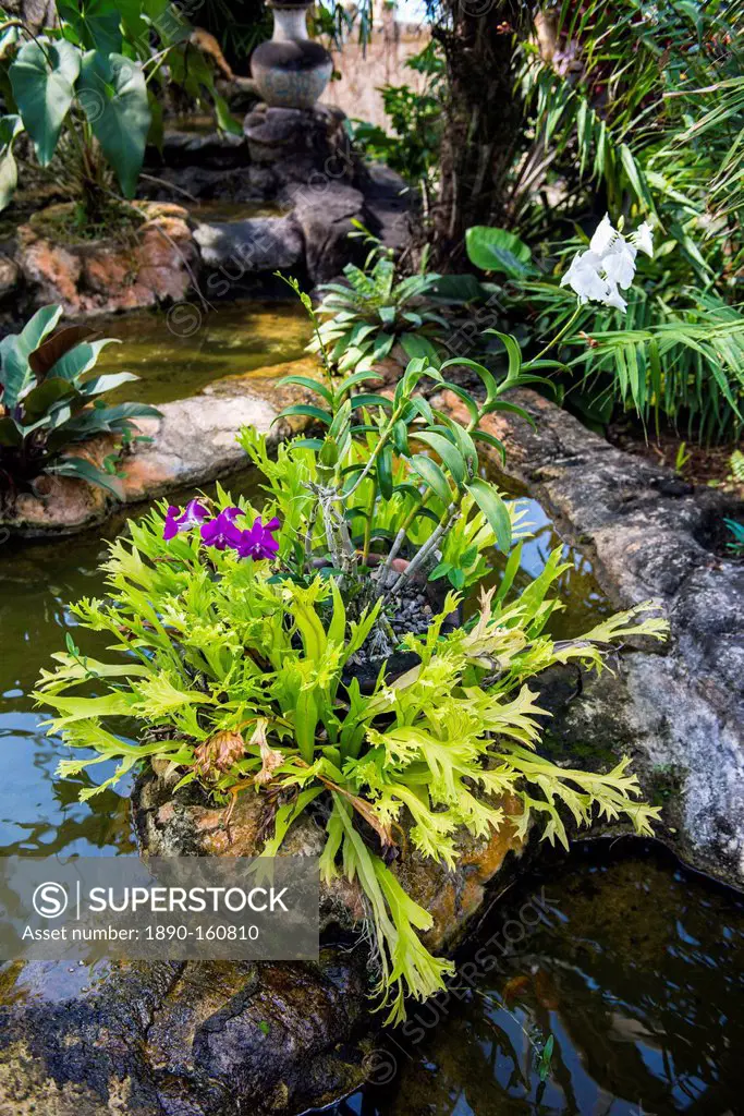 Botanical Gardens on Nevis Island, St. Kitts and Nevis, Leeward Islands, West Indies, Caribbean, Central America