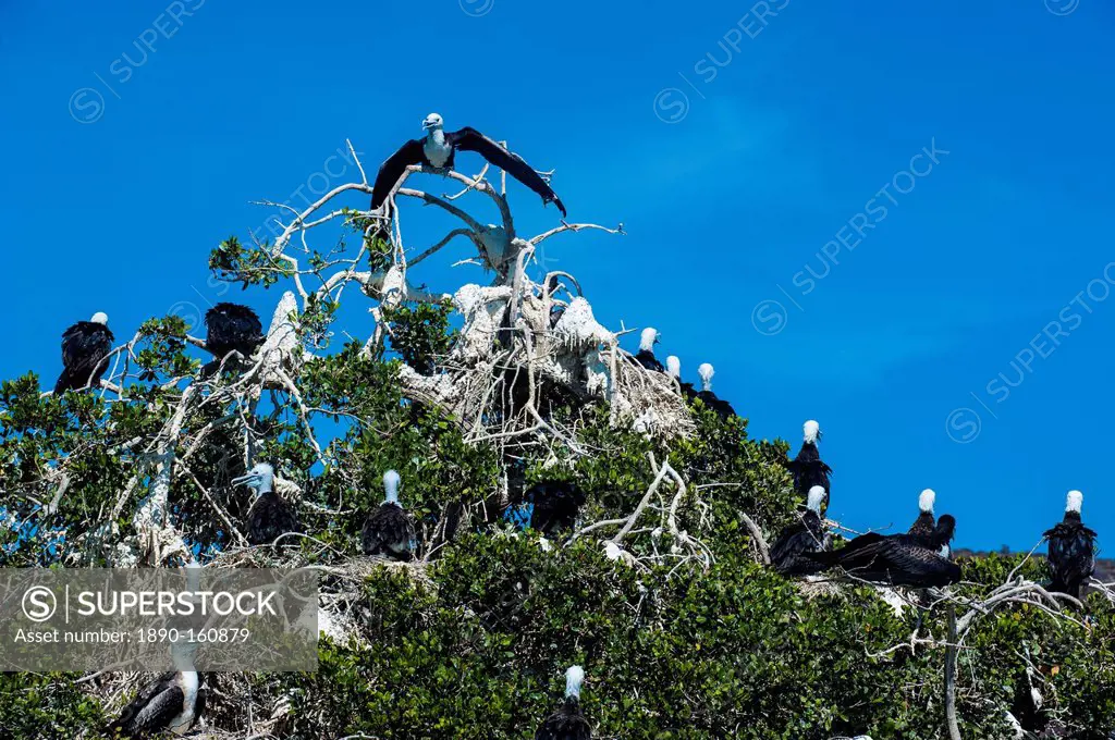 Frigate birds colony at Isla Espiritu Santo, Baja California, Mexico, North America