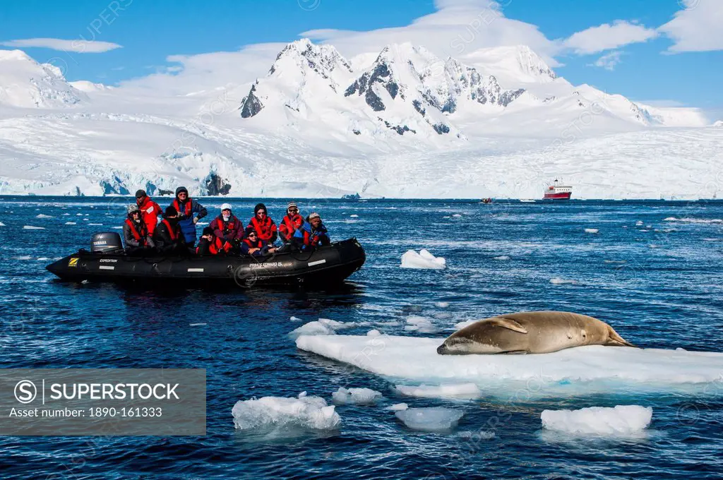 Tourists in a Zodiac in front of glaciers in Ciera Cove looking at a leopard seal, Antarctica, Polar Regions