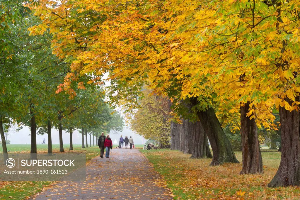 Autumnal trees, Hyde Park, London, England, United Kingdom, Europe