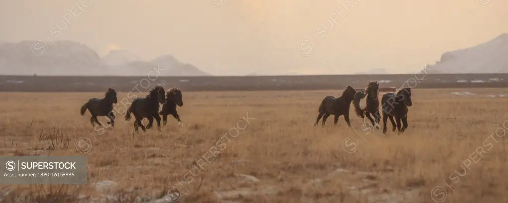 Icelandic horses in early morning light, Iceland, Polar Regions
