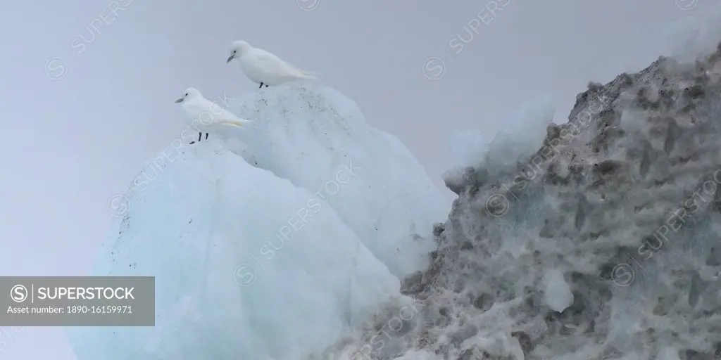 Pair of Glaucous gulls standing on iceberg, Nunavut and Northwest Territories, Canada, North America
