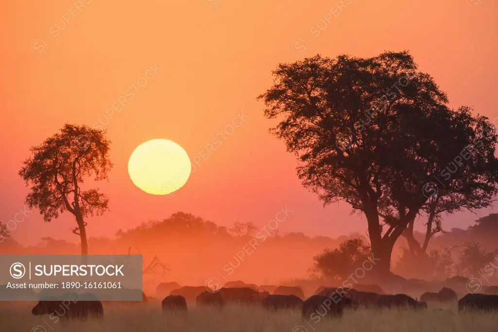 African buffalo (Cape Buffalo) (Syncerus caffer), at sunset, Bushman Plains, Okavango Delta, Botswana, Africa