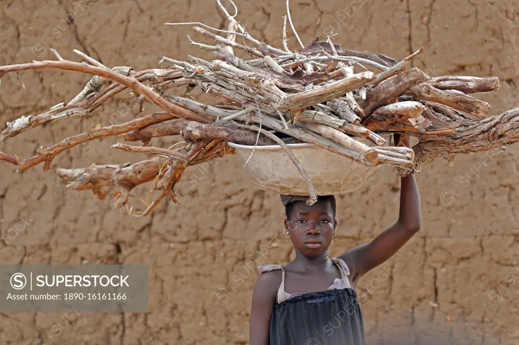 Young girl carrying firewood on her head, Datcha-Attikpaye, Togo, West Africa, Africa