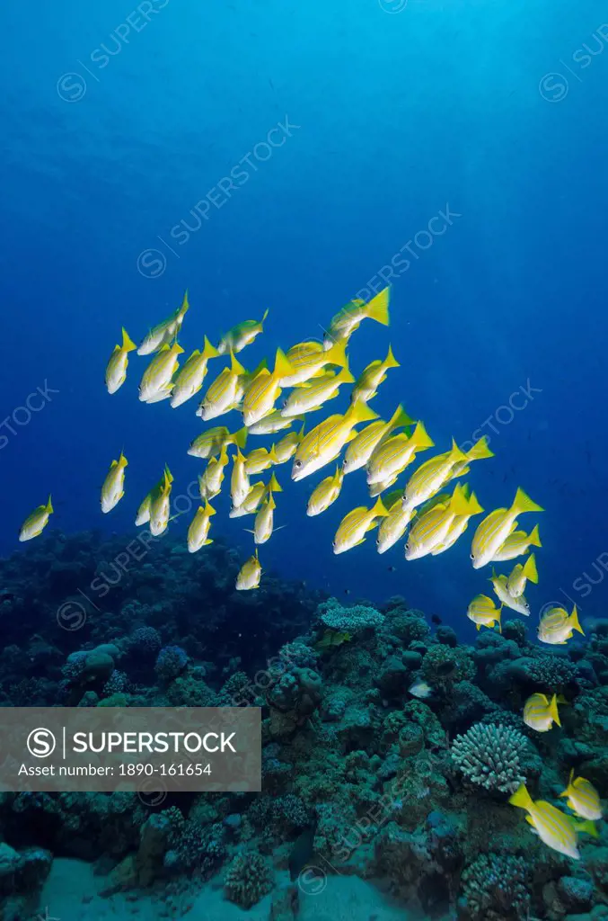 Medium shoal or school of blue striped snapper (Lutjanus kasmira), Naama Bay, off Sharm el-Sheikh, Sinai, Red Sea, Egypt, North Africa, Africa