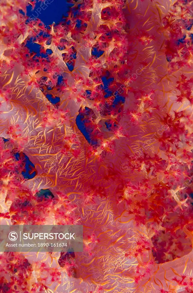 Macro shot of stem and branches of pink soft broccoli coral (Dendronephthya hemprichi), Ras Mohammed National Park, off Sharm el-Sheikh, Sinai, Red Se...