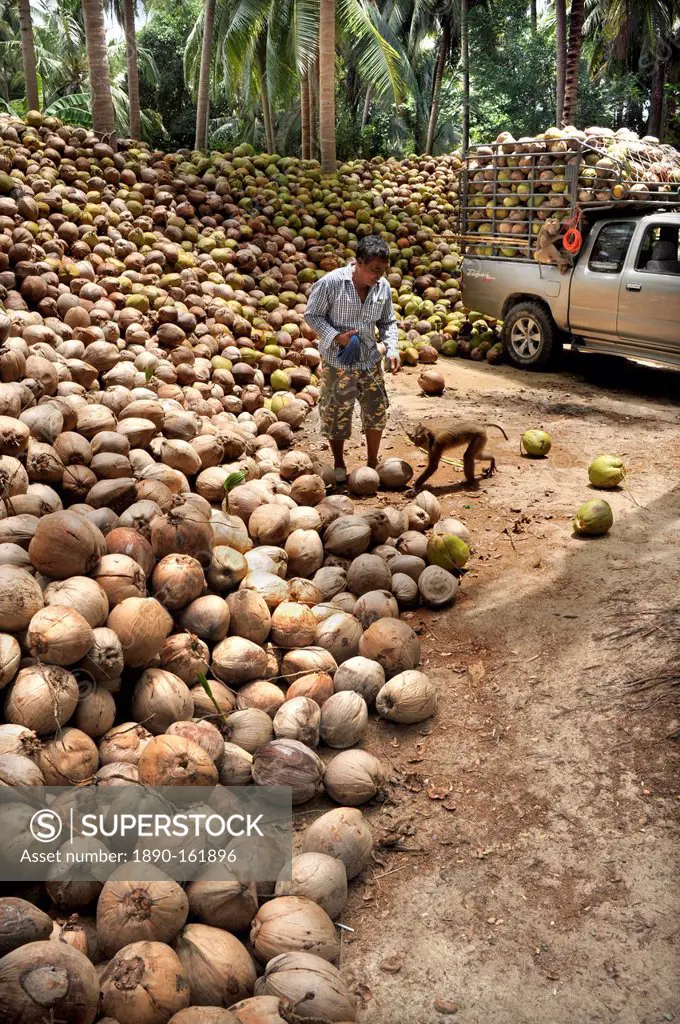 Macaque monkeys trained to collect coconuts in Ko Samui, Thailand, Southeast Asia, Asia
