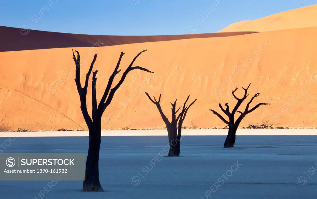Dead camelthorn trees said to be centuries old in silhouette against towering orange sand dunes bathed in morning light at Dead Vlei, Namib Desert, Na...
