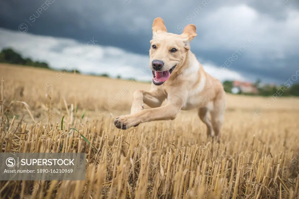 Young Labrador running through a field of wheat, United Kingdom, Europe