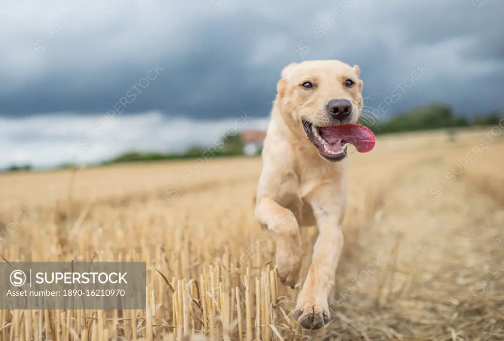 Young Labrador running through a wheat field, United Kingdom, Europe