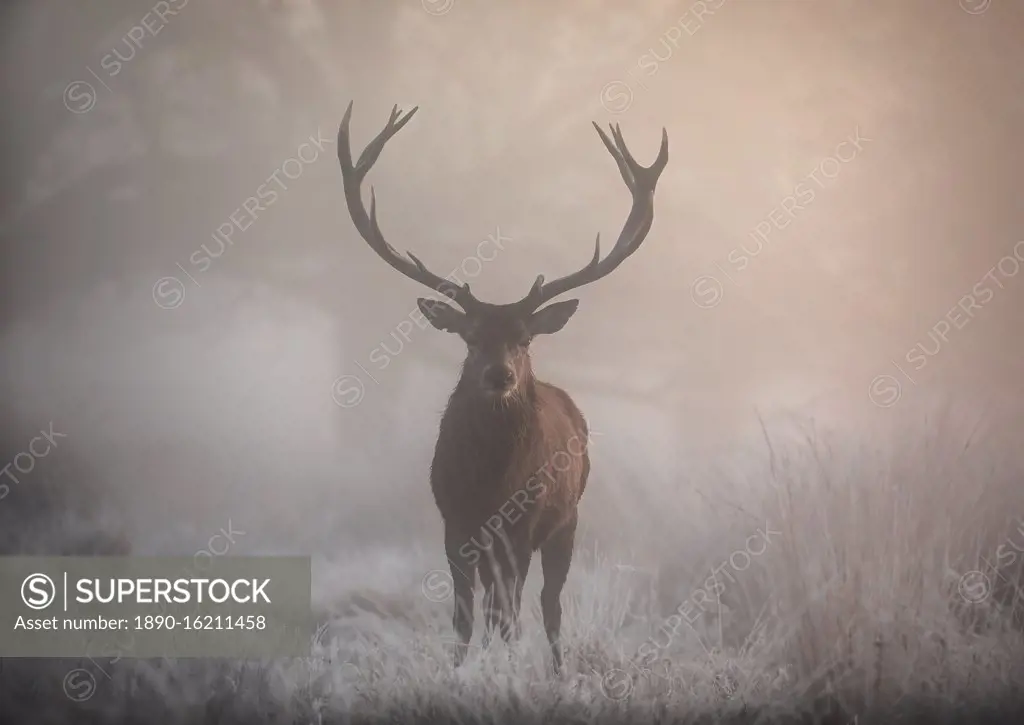 A large red deer stag (Cervus elaphus) stands his ground in foggy Richmond Park one winter morning, Richmond, Greater London, England, United Kingdom, Europe