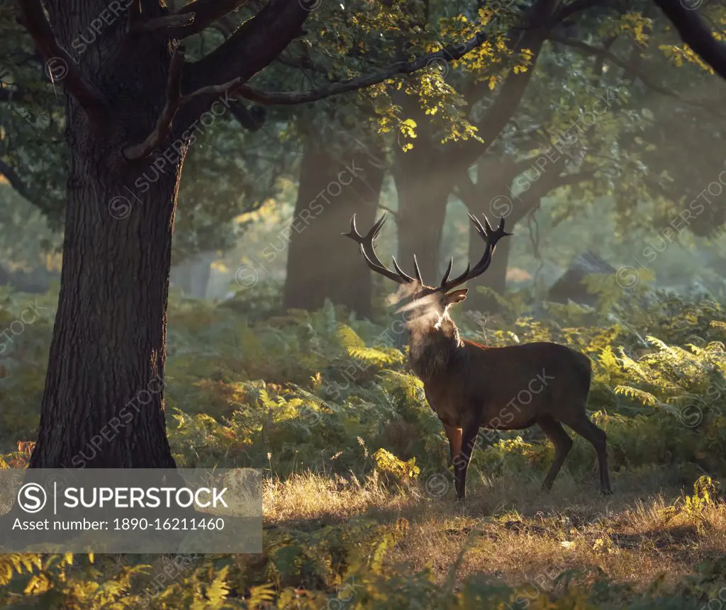A large red deer stag (Cervus elaphus) stands his ground in a misty Richmond Park one autumn morning, Richmond, Greater London, England, United Kingdom, Europe