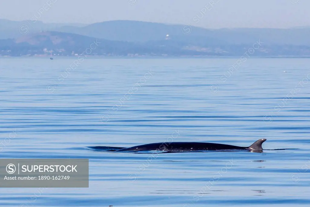 Northern minke whale, Balaenoptera acutorostrata, surfacing in Cattle Pass, San Juan Islands, Washington, United States of America, North America