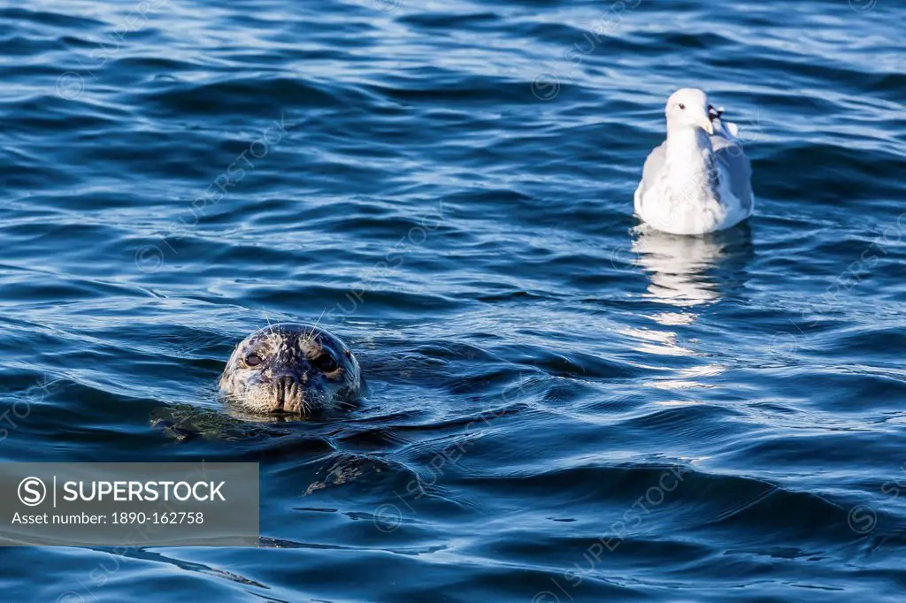Harbour seal, Phoca vitulina, near gull, Seattle, Washington, United States of America, North America