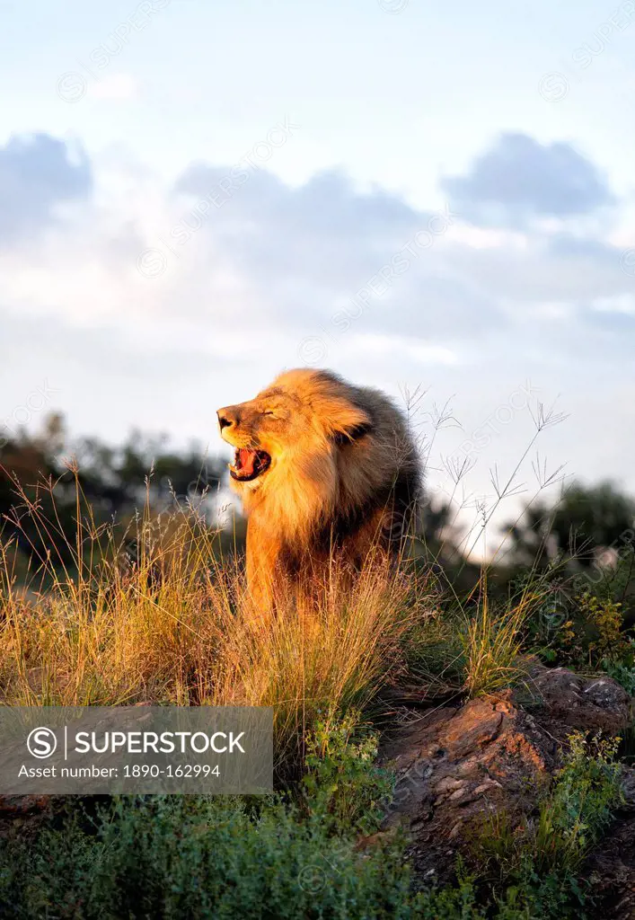 Male lion bathed in evening light and roaring, Amani Lodge, near Windhoek, Namibia, Africa